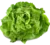 laitue