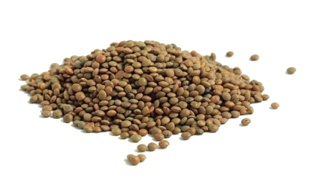 Lentilles vertes