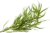 estragon