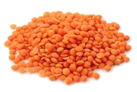 Lentilles corail