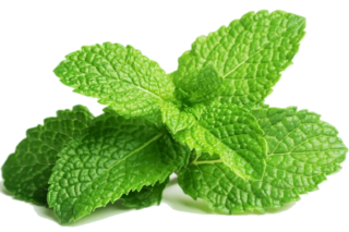 Image de menthe