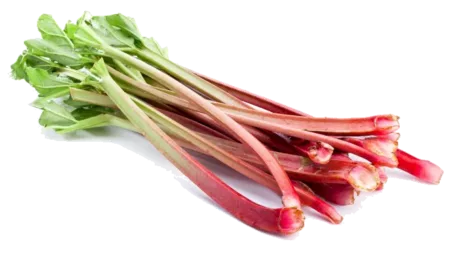 Botte de rhubarbe