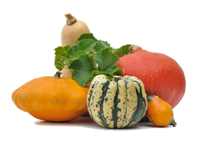 Cucurbitacées en cuisine : tout ce que vous devez savoir