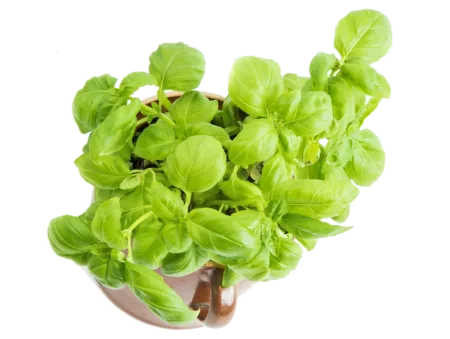 Basilic frais
