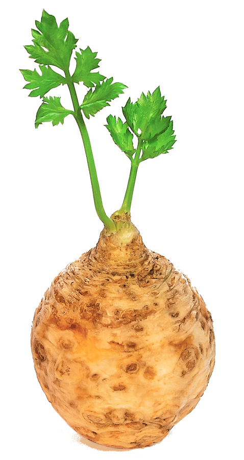 Le céleri-rave en cuisine : saison, diététique et préparation