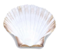 coquilles à garnir