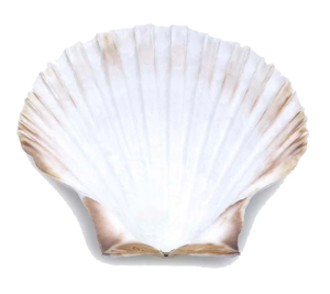 coquilles à garnir