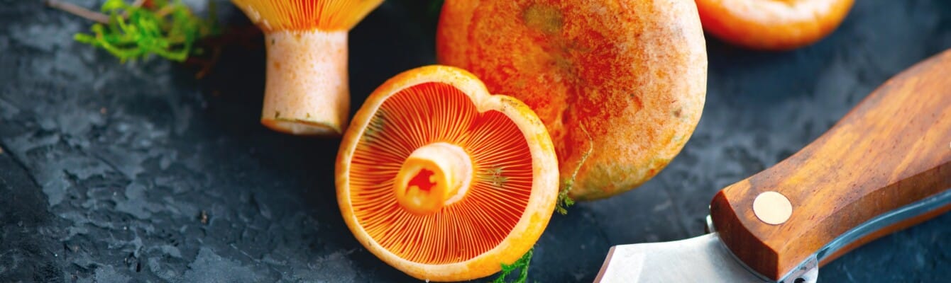 Champignon sanguin ou lactaire délicieux