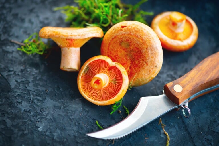 Champignon sanguin ou lactaire délicieux