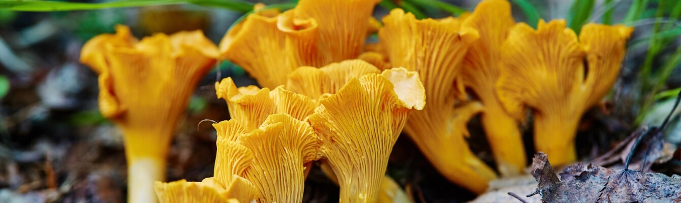 Chanterelle jaune ou girolle