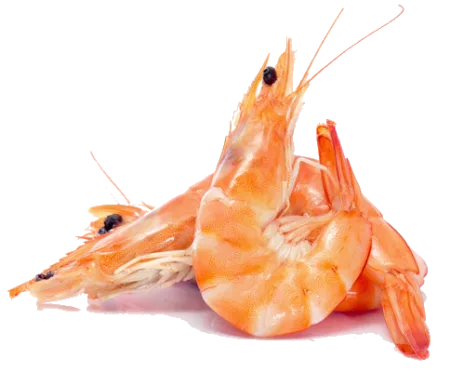Crevettes roses
