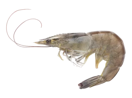 Crevette grise