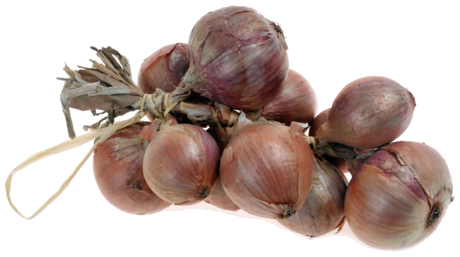 Oignon rosé de Roscoff