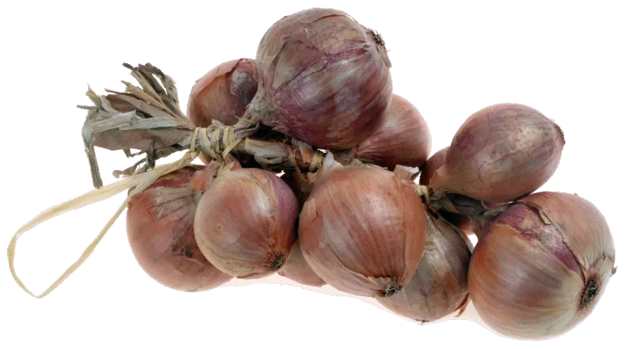Oignon rosé de Roscoff