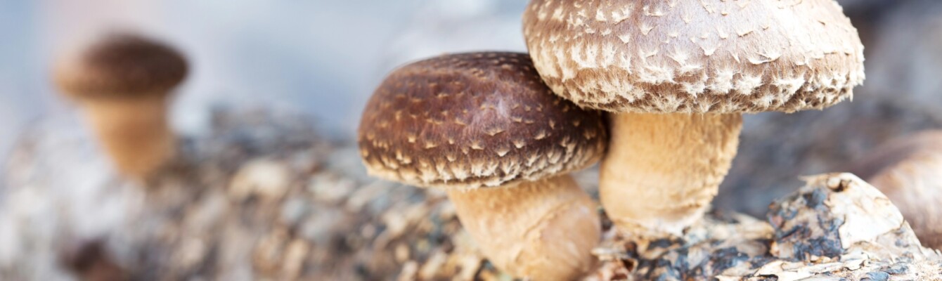 Champignon Shiitake conseils de préparation et risques