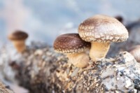 Champignon Shiitake conseils de préparation et risques
