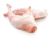 lapin