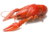 restes d'écrevisses