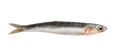 Anchois