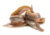 anchois au sel