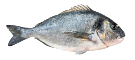 Daurade royale