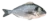 daurade