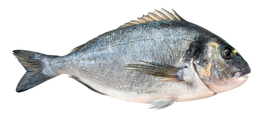 La daurade en cuisine : origines, diététique et préparation