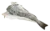 morue