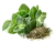 origan