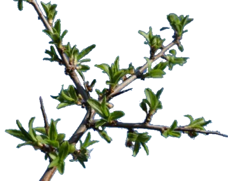 Pousse de prunelier