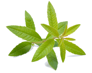 Image de verveine