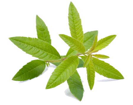 Verveine