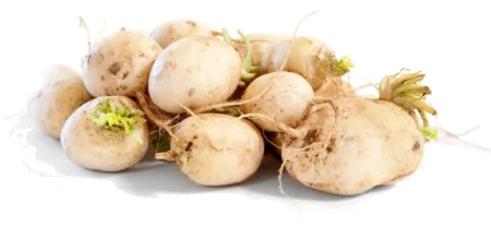 Légumes anciens