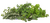 Image de fines herbes