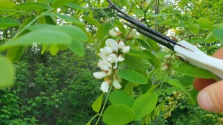 Beignets de fleurs d’acacia - Instruction 0