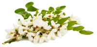 fleurs d'acacia