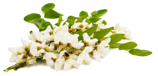 fleurs d'acacia