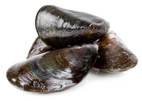 moules