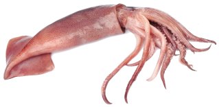 calamar