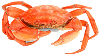Crabe