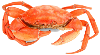 crabe