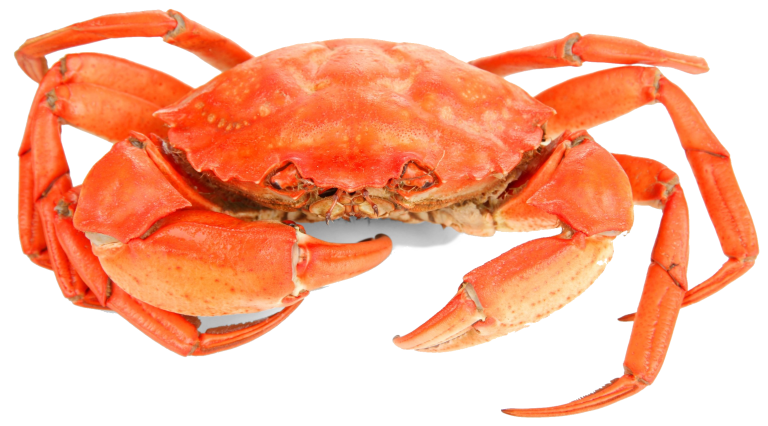 Le crabe en cuisine, un délice maritime à découvrir