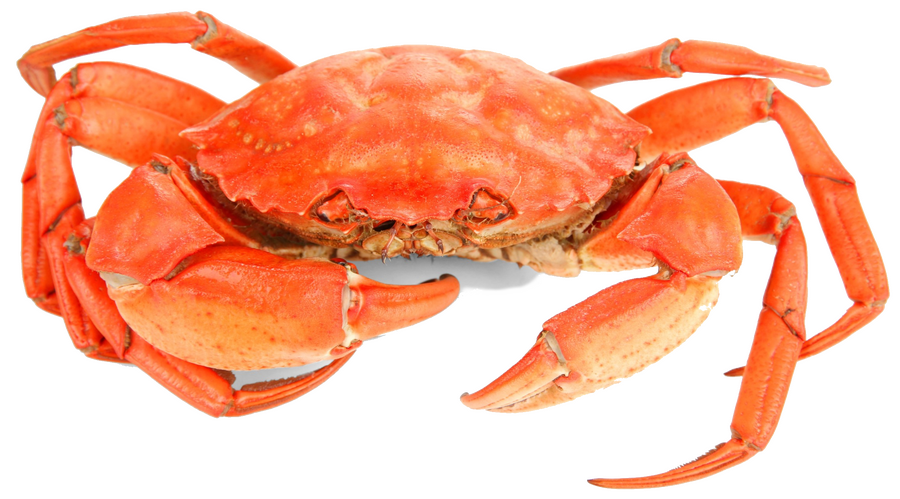 Le crabe en cuisine, un délice maritime à découvrir Le crabe en cuisine, un délice maritime à découvrir