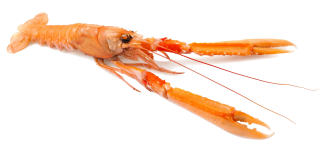 langoustine
