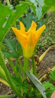 Beignets de fleurs de courgettes - Instruction 0