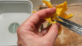 Beignets de fleurs de courgettes - Instruction 2
