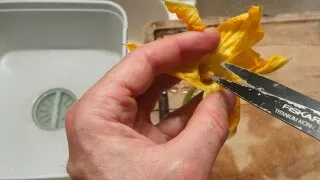 Beignets de fleurs de courgettes - Instruction 2