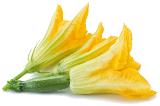fleur de courgette