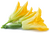 fleur de courgette