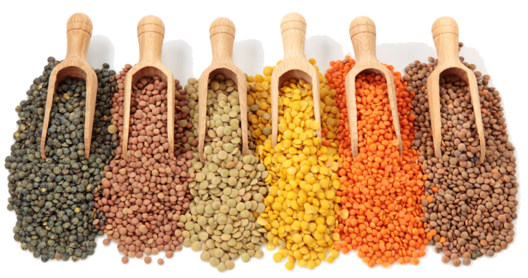 Les lentilles en cuisine : saison, diététique et préparation